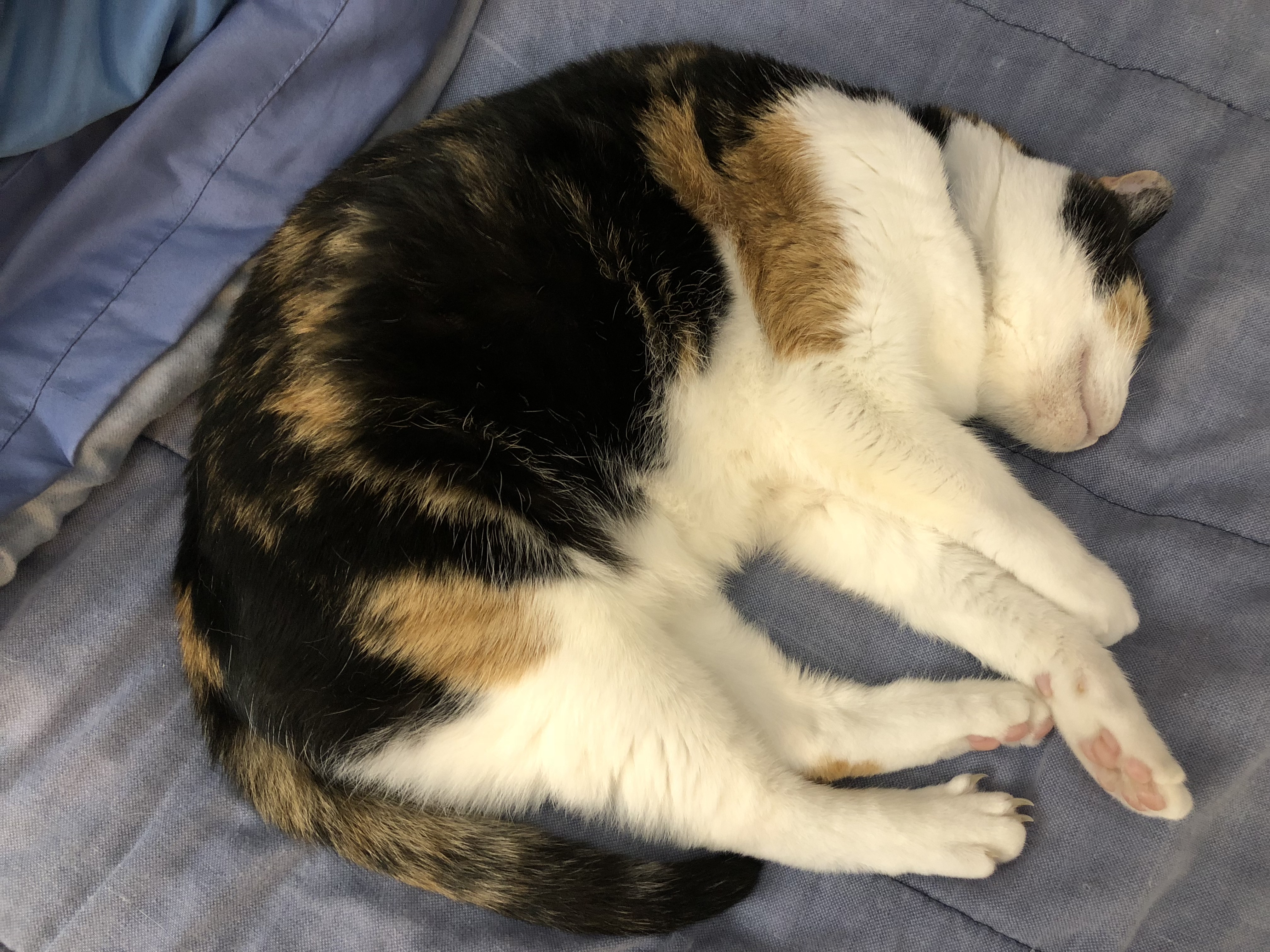 Mochi